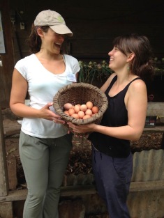 Collecting eggs at the farm
